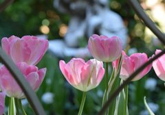 Photo of Triumph, Tulipa: New Design