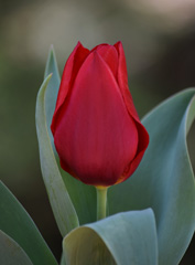 Photo of Triumph, Tulipa: Oscar