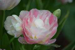 Photo of Double Late, Tulipa: Angelique