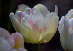 Photo of Double Late, Tulipa: CrÃ¨me Upstar