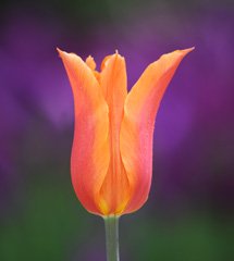 Photo of Lily-Flowering, Tulipa: Ballerina