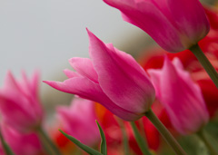 Photo of Lily-Flowering, Tulipa: China Pink