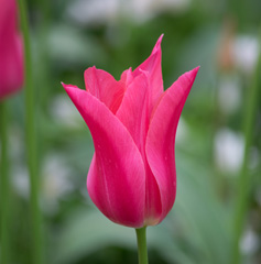 Photo of Lily-Flowering, Tulipa: Mariette