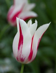 Photo of Lily-Flowering, Tulipa: Marilyn