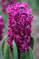 Photo of Orientalis, Hyacinthus: Woodstock