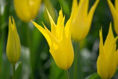 Photo of Lily-Flowering, Tulipa: West Point