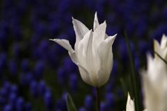 Photo of Lily-Flowering, Tulipa: White Triumphator