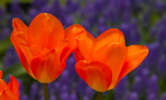 Photo of Fosteriana, Tulipa: Orange Emperor
