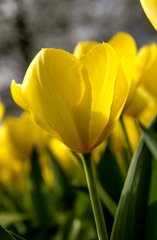 Photo of Fosteriana, Tulipa: Yellow Emperor