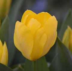 Photo of Fosteriana, Tulipa: Yellow Emperor