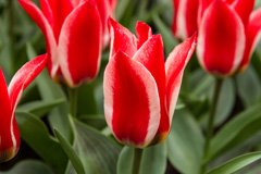 Photo of Greigii, Tulipa: Pinocchio