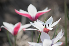 Photo of Species, Tulipa: Clusiana Lady Jane