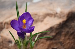 Photo of vernus, Crocus: Flower Record