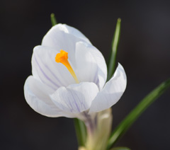 Photo of vernus, Crocus: Jeanne D'Arc
