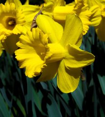 Photo of Trumpet, Narcissus: Exception