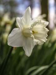 Photo of Trumpet, Narcissus: Mount Hood