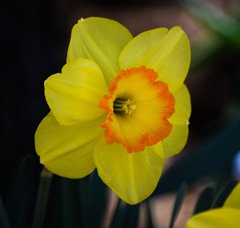 Photo of Large-Cupped, Narcissus: Delibes