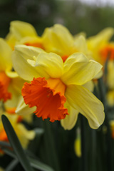 Photo of Large-Cupped, Narcissus: Fortissimo