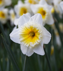 Photo of Large-Cupped, Narcissus: Ice Follies