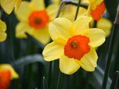 Photo of Large-Cupped, Narcissus: Serola