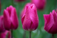 Photo of Single Early, Tulipa: Christmas Marvel