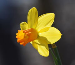 Photo of Cyclamineus, Narcissus: Jet Fire
