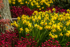 Photo of Cyclamineus, Narcissus: Tete a Tete