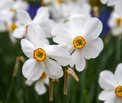 Photo of Poeticus, Narcissus: Actaea