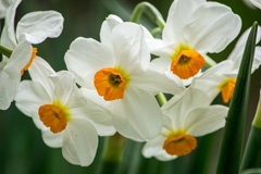 Photo of Tazetta, Narcissus: Geranium