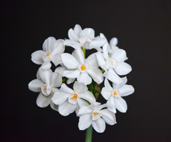 Photo of Tazetta, Narcissus: Ziva