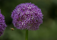 Photo of n/a, Allium: Globemaster