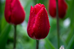 Photo of Single Early, Tulipa: Merry Christmas