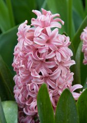 Photo of Orientalis, Hyacinthus: Anna Marie
