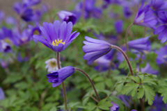 Photo of n/a, Anemone: Blanda Blue Shades