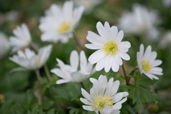 Photo of n/a, Anemone: Blanda White Splendor