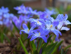 Photo of Liliaceae, Chionodoxa: Luciliae