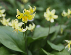Photo of n/a, Erythronium: Pagoda
