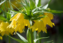 Photo of n/a, Fritillaria: Imperialis Lutea