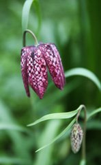 Photo of n/a, Fritillaria: Meleagris