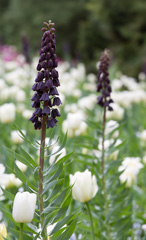 Photo of n/a, Fritillaria: Persica