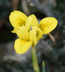 Photo of Hermodactyloides, Iris: Danfordiae