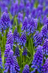 Photo of n/a, Muscari: Armeniacum
