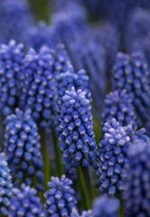 Photo of n/a, Muscari: Blue Magic