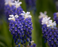 Photo of n/a, Muscari: Touch of Snow