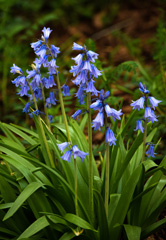 Photo of n/a, Scilla: Campanulata Blue