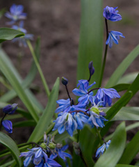 Photo of n/a, Scilla: Siberica Blue