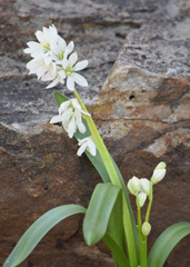 Photo of n/a, Scilla: Siberica Alba