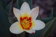 Photo of Kaufmanniana, Tulipa: Ancilla