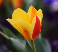 Photo of Kaufmanniana, Tulipa: Stresa