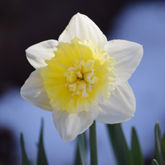 Photo of Double, Narcissus: Ice King